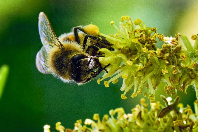 apiphobie