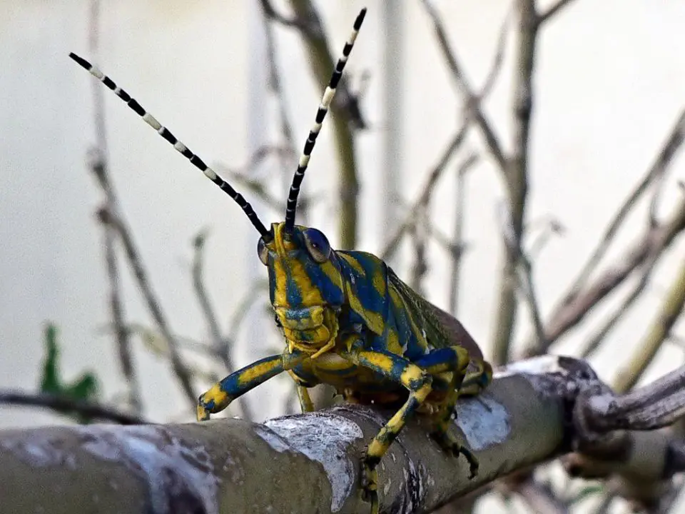 peur des insectes