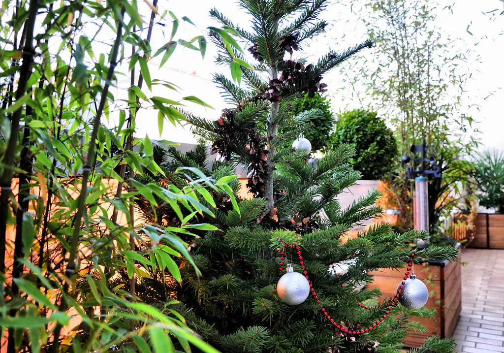 sapin de noel