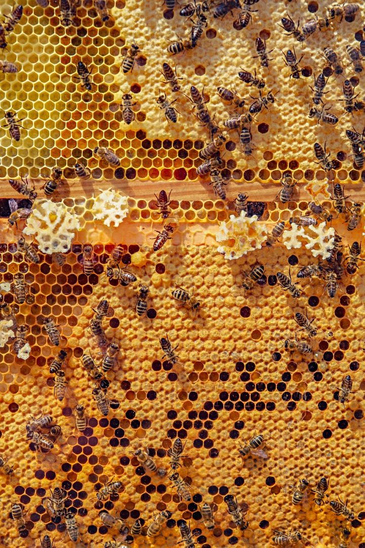 découvrez l'harmonieux mélange de miel et de gingembre, une association délicieuse et saine qui ravira vos papilles. idéale pour rehausser vos boissons, vos plats ou même pour profiter de ses bienfaits sur la santé.