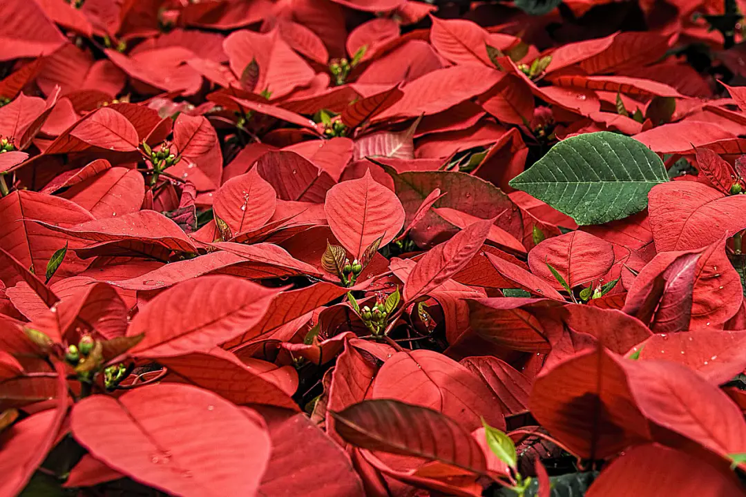 decoration noel