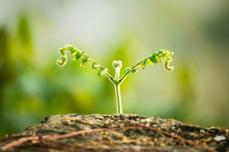 découvrez les choux de bruxelles, légumes savoureux et nutritifs, parfaits pour des plats variés. apprenez des recettes délicieuses et des conseils de cuisson pour sublimer ce super aliment.