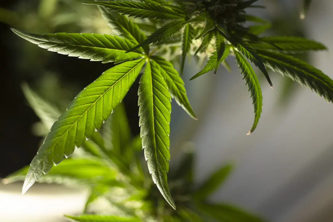découvrez les conséquences du cannabis sur la santé mentale, en particulier le lien entre la consommation de cannabis et les épisodes de psychose. informez-vous sur les symptômes, les risques et les conseils pour faire face à cette problématique croissante.
