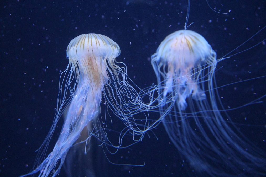 piqure meduse