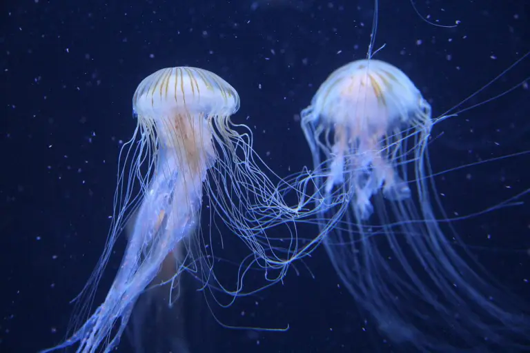 piqure meduse